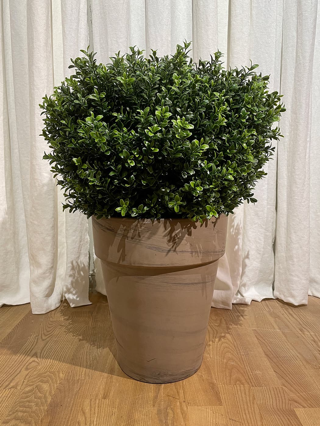 The Buxbom 50cm Buxbom