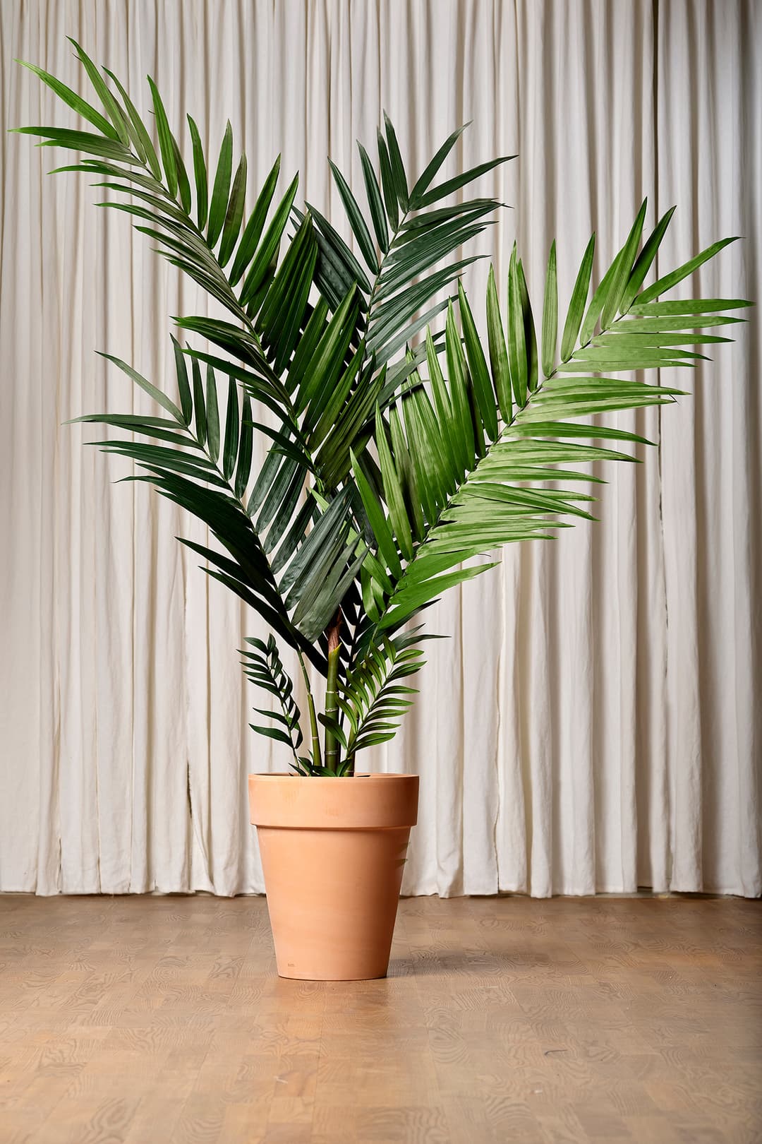 The Kentia 180cm Kentia