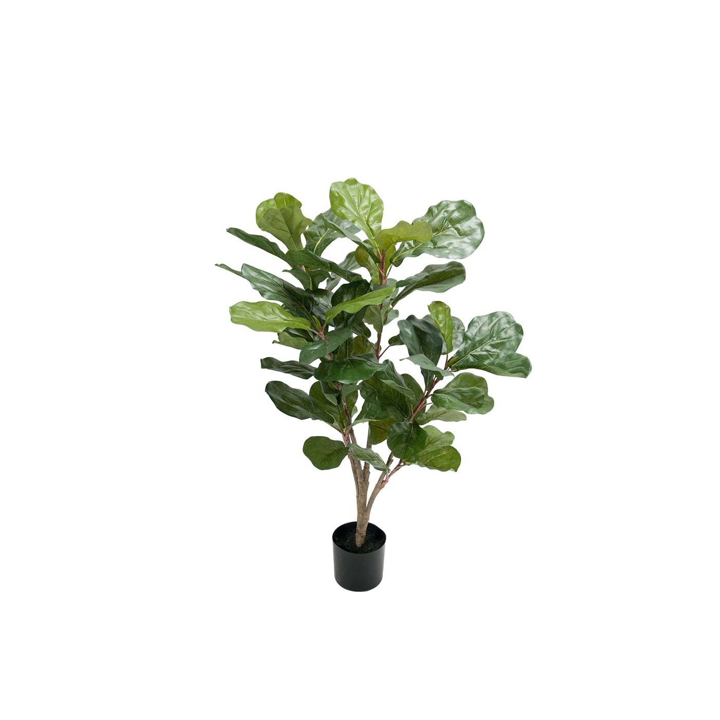 Ficus Lyrata 90cm