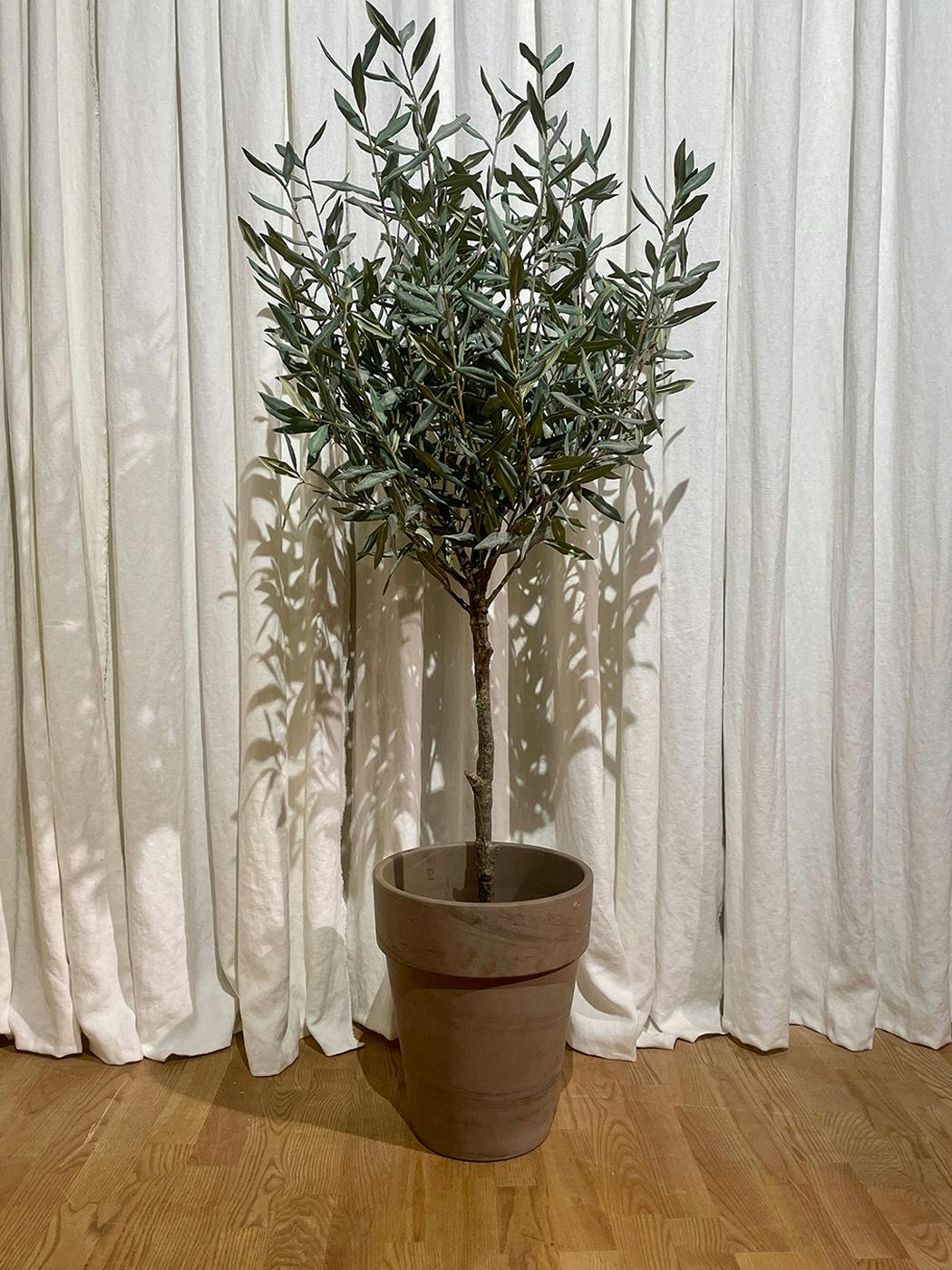 The Olive tree 150cm Olivträd