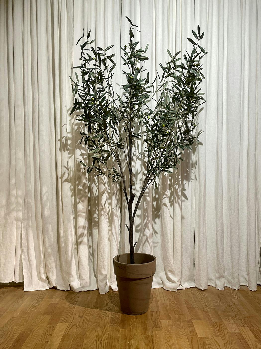 The Olive tree 200cm Olivträd